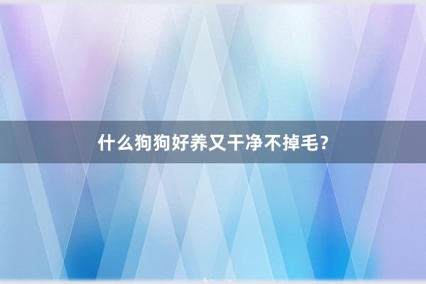 什么狗狗好养又干净不掉毛？